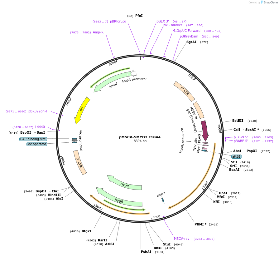 85659-plasmid-map-sequence-id-170488