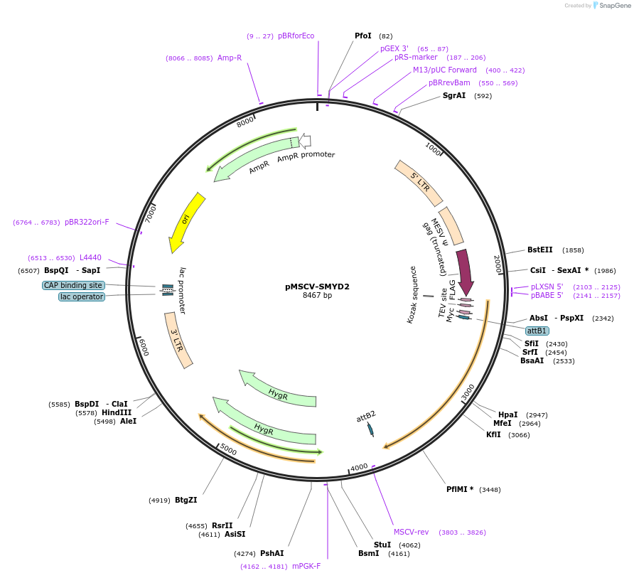 85658-plasmid-map-sequence-id-170489