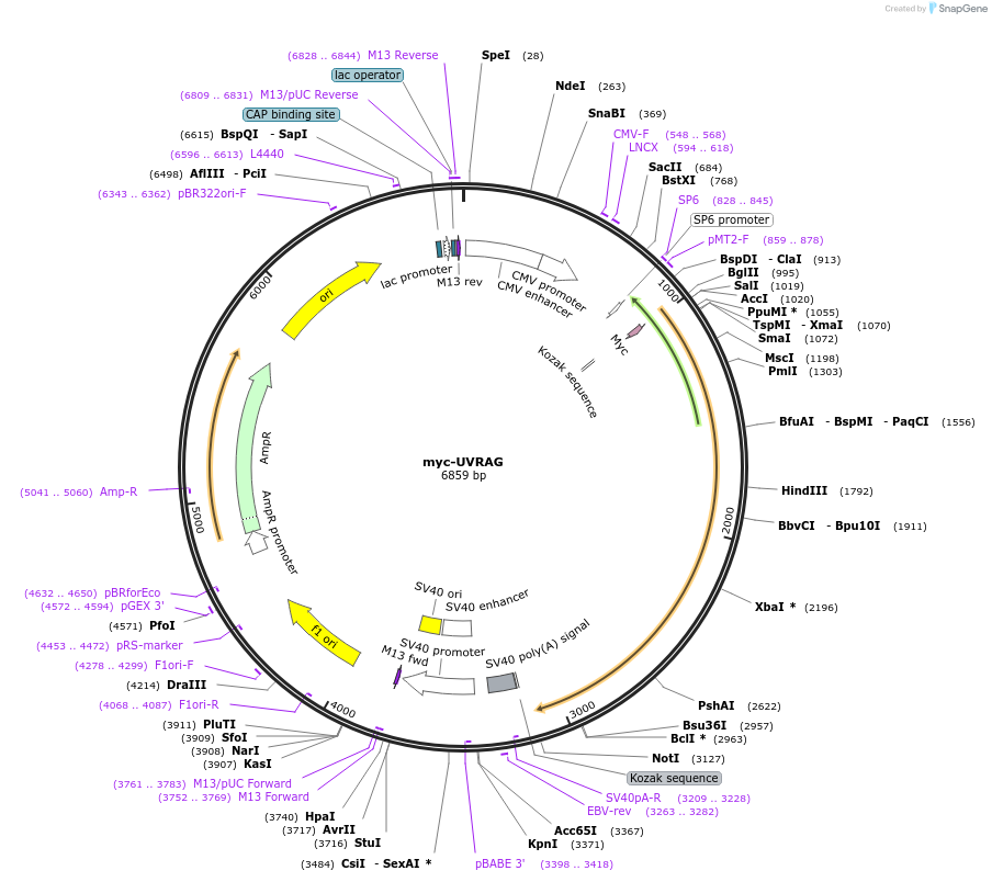 86736-plasmid-map-sequence-id-170500