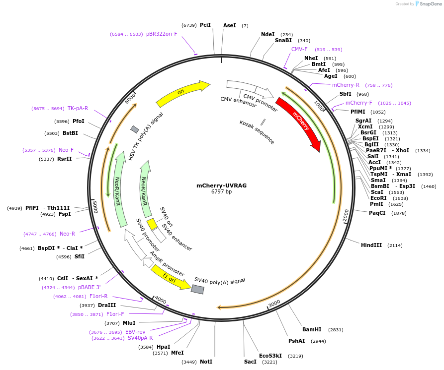 86743-plasmid-map-sequence-id-170509