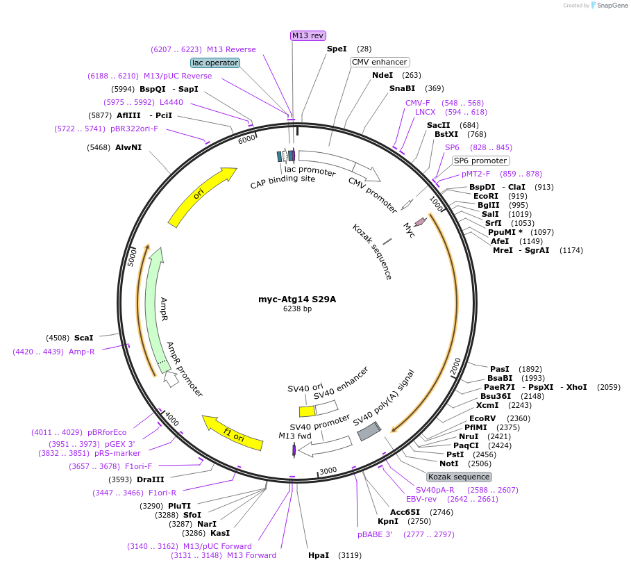 86756-plasmid-map-sequence-id-170523