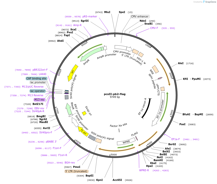 86766-plasmid-map-sequence-id-170536