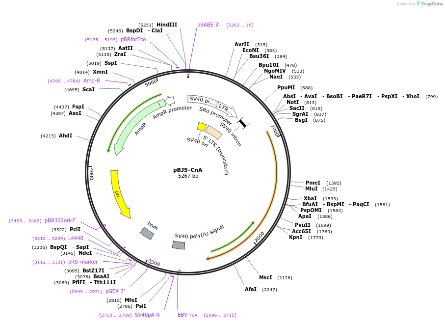 11785-plasmid-map-sequence-id-170542