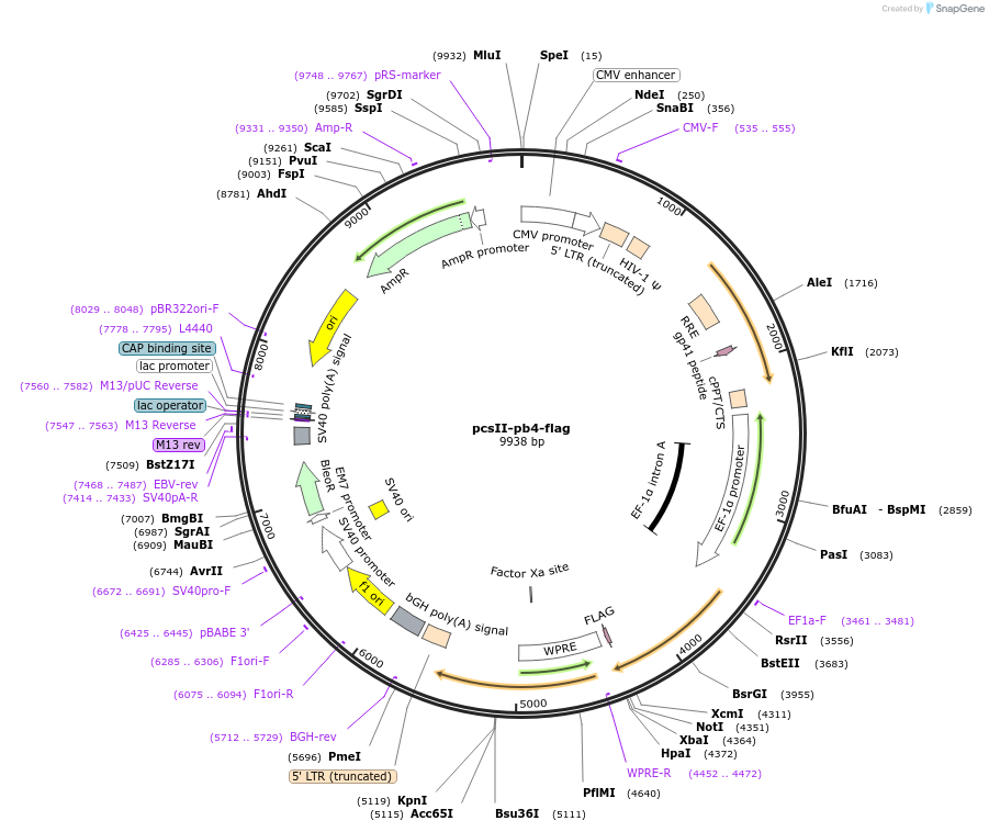 86768-plasmid-map-sequence-id-170544