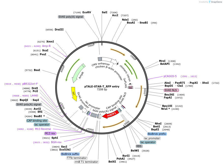 87526-plasmid-map-sequence-id-170705