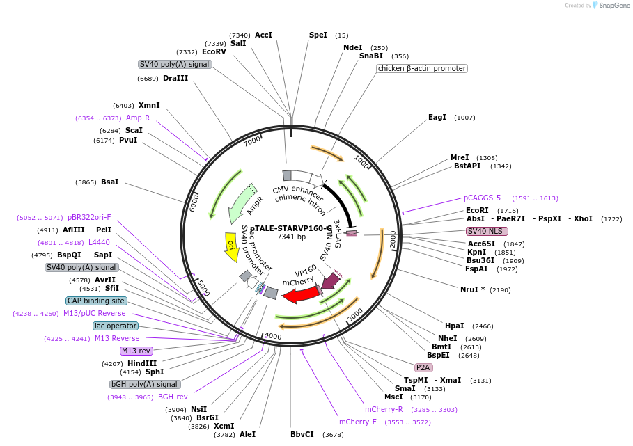 87537-plasmid-map-sequence-id-170738