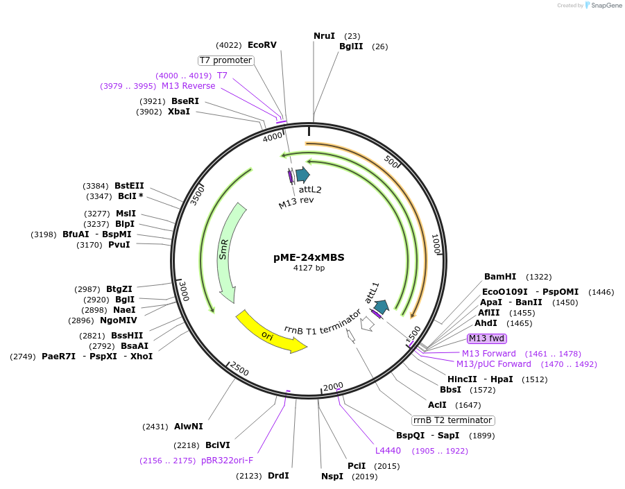 86246-plasmid-map-sequence-id-170762