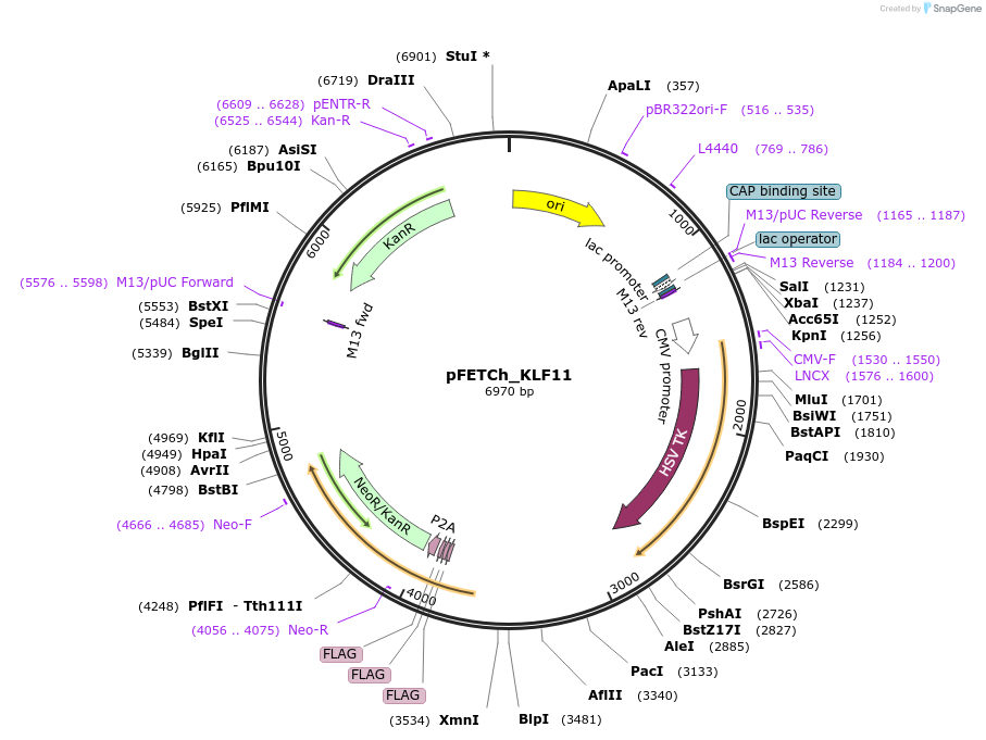 86269-plasmid-map-sequence-id-170768