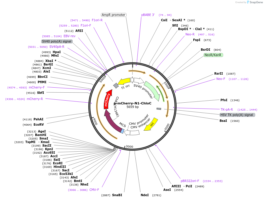 85461-plasmid-map-sequence-id-170778