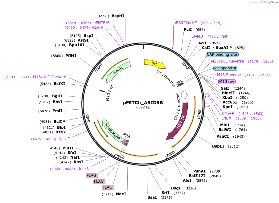 86288-plasmid-map-sequence-id-170799