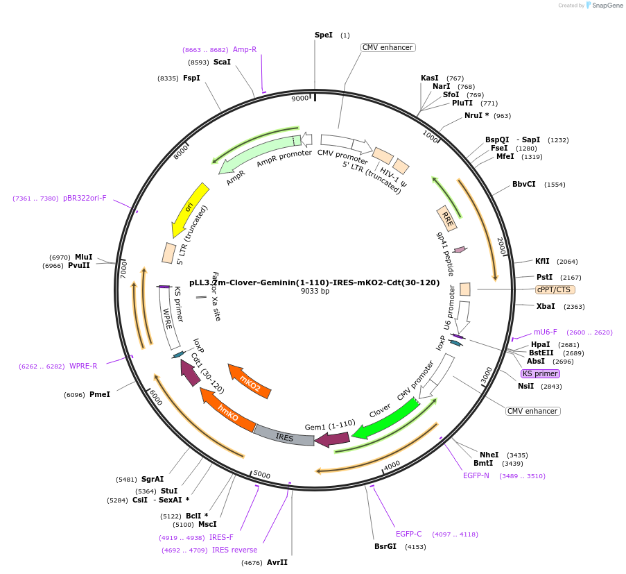 83841-plasmid-map-sequence-id-170804