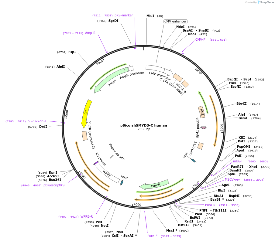 85654-plasmid-map-sequence-id-170809