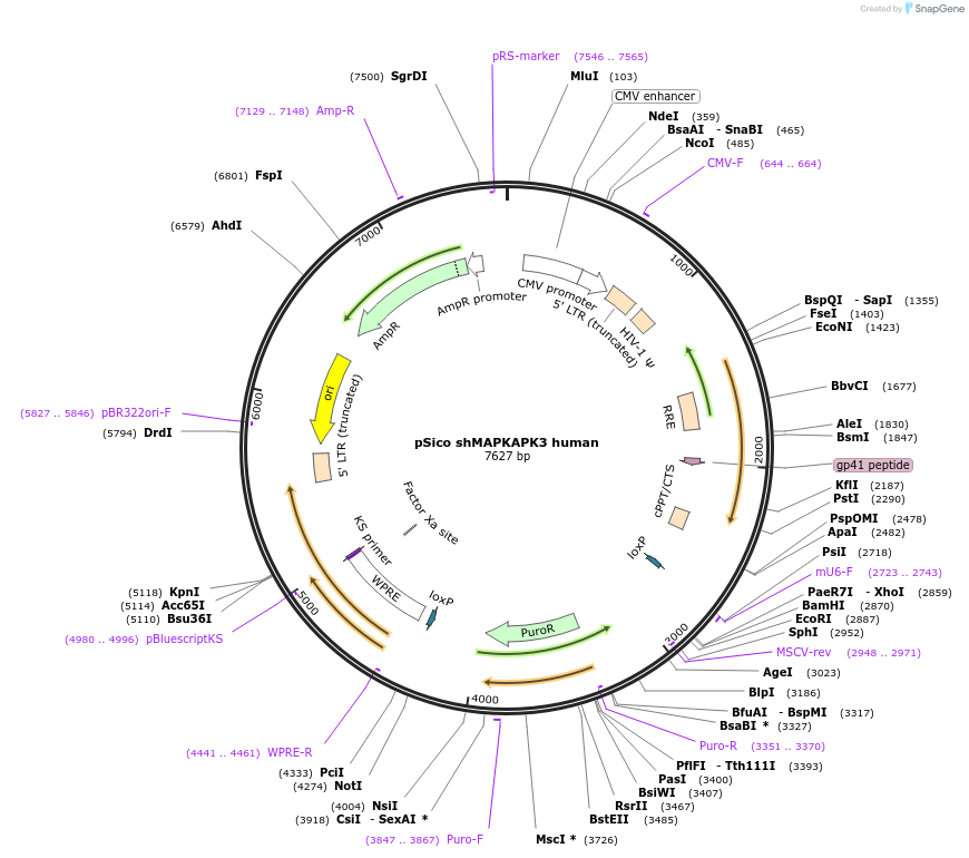 85661-plasmid-map-sequence-id-170816