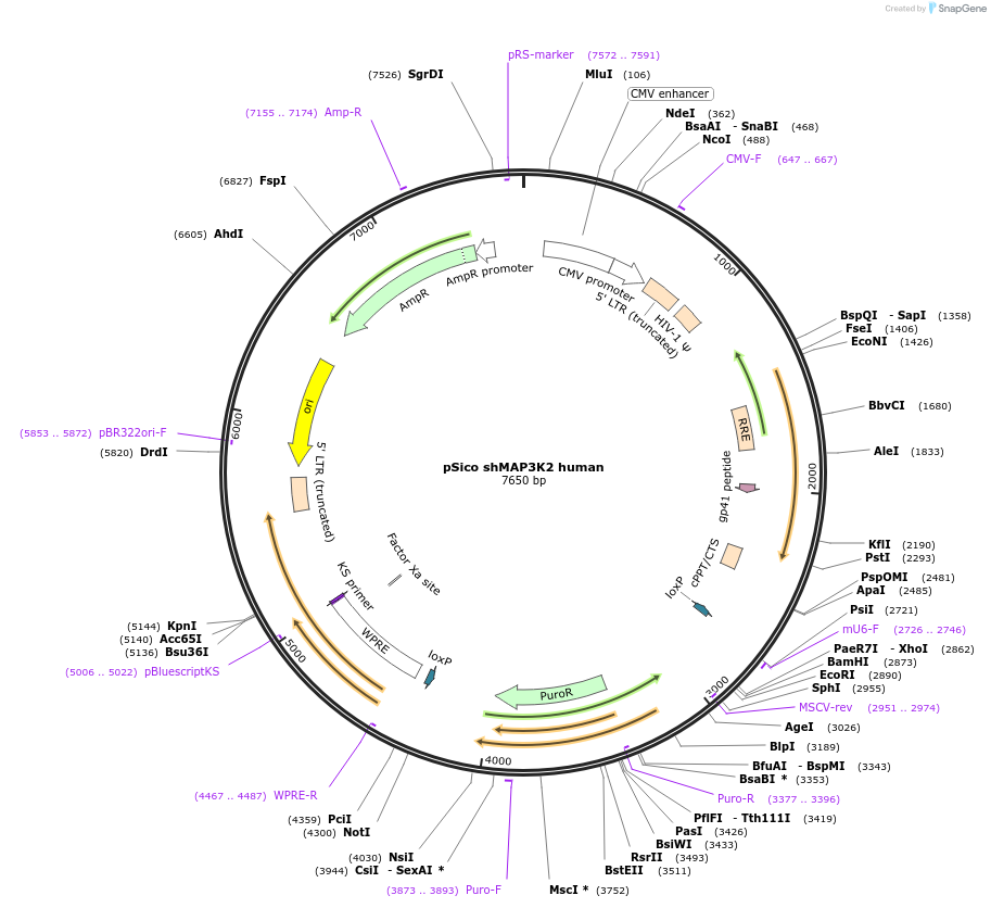 85656-plasmid-map-sequence-id-170822