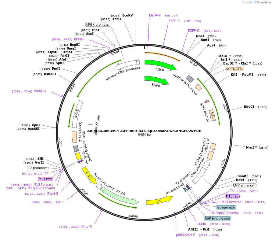 85927-plasmid-map-sequence-id-170843