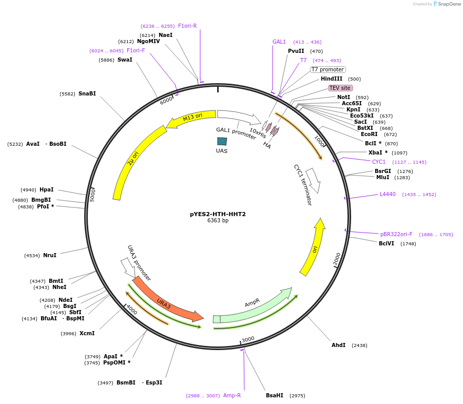 86482-plasmid-map-sequence-id-170869