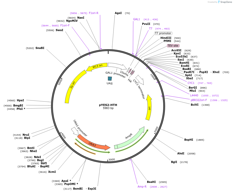 86470-plasmid-map-sequence-id-170871