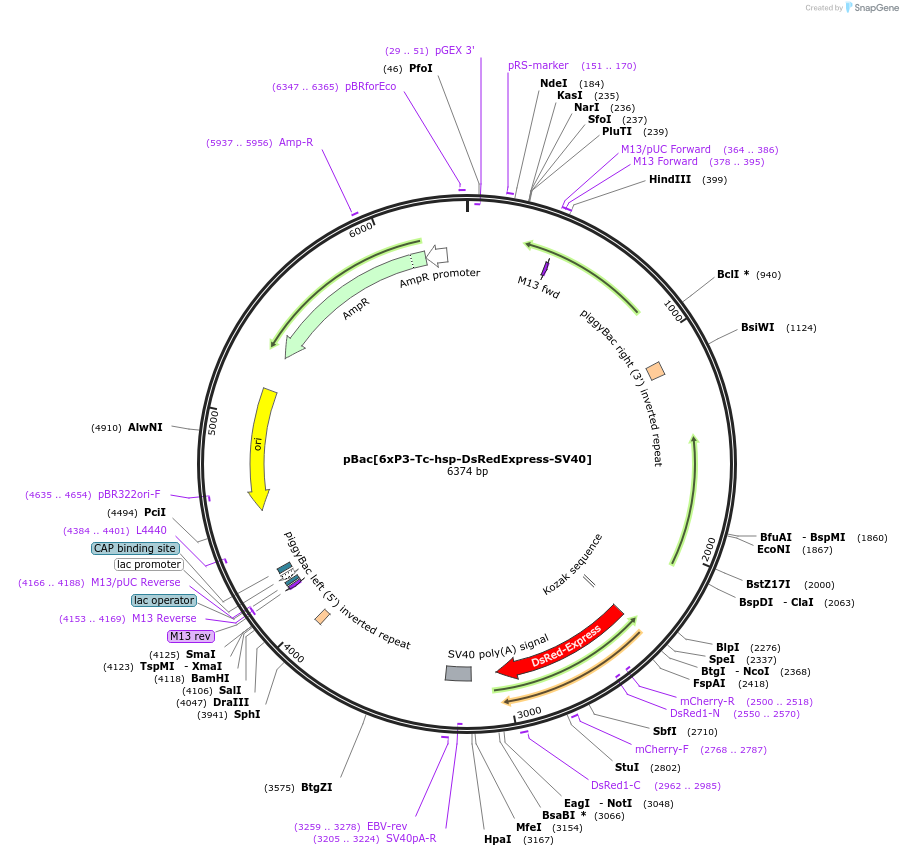 86448-plasmid-map-sequence-id-170875