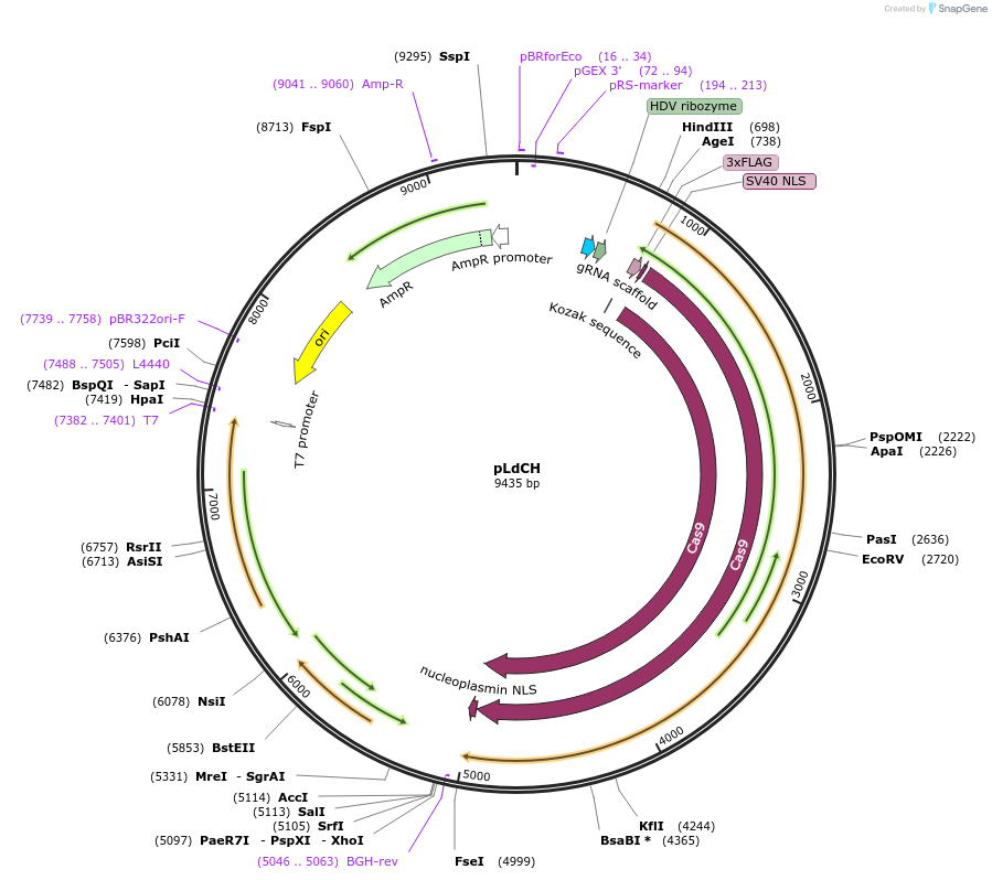 84291-plasmid-map-sequence-id-170879