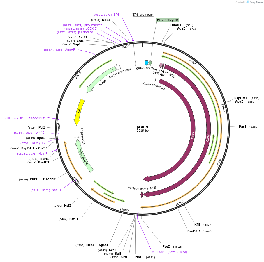 84290-plasmid-map-sequence-id-170885