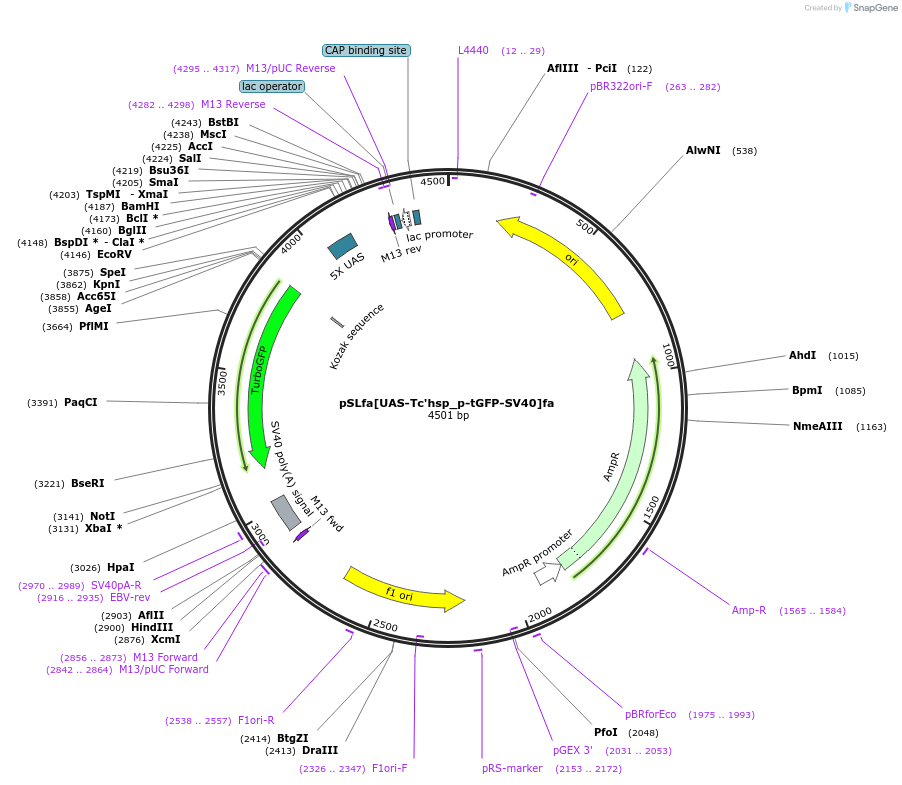 86452-plasmid-map-sequence-id-170902