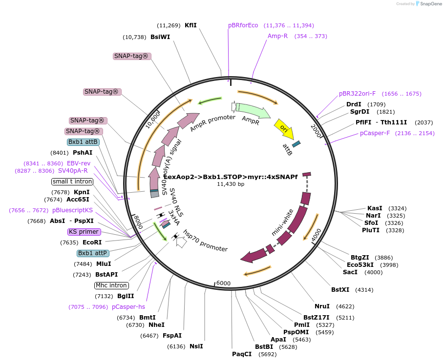 87640-plasmid-map-sequence-id-170919