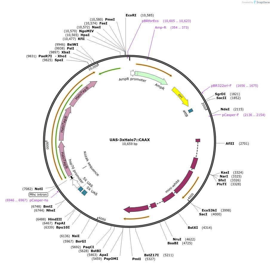 87646-plasmid-map-sequence-id-170925