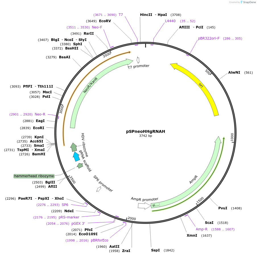 63557-plasmid-map-sequence-id-170932