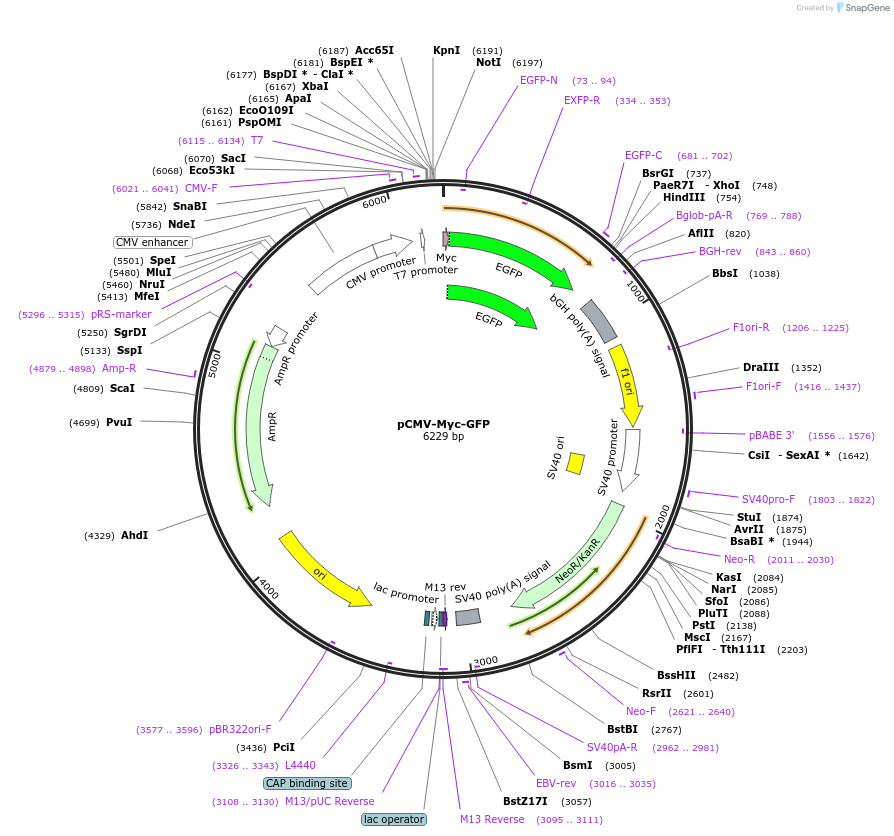 83375-plasmid-map-sequence-id-170937