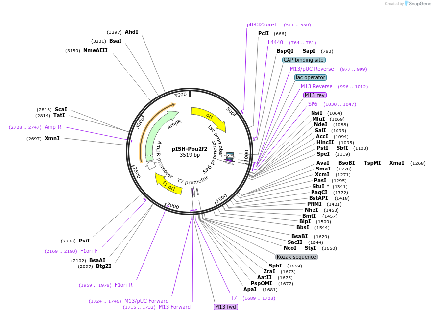 84320-plasmid-map-sequence-id-170970