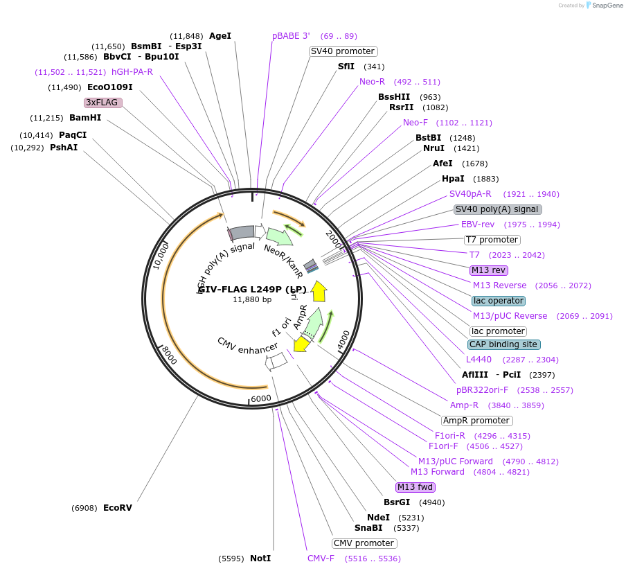 86097-plasmid-map-sequence-id-170981