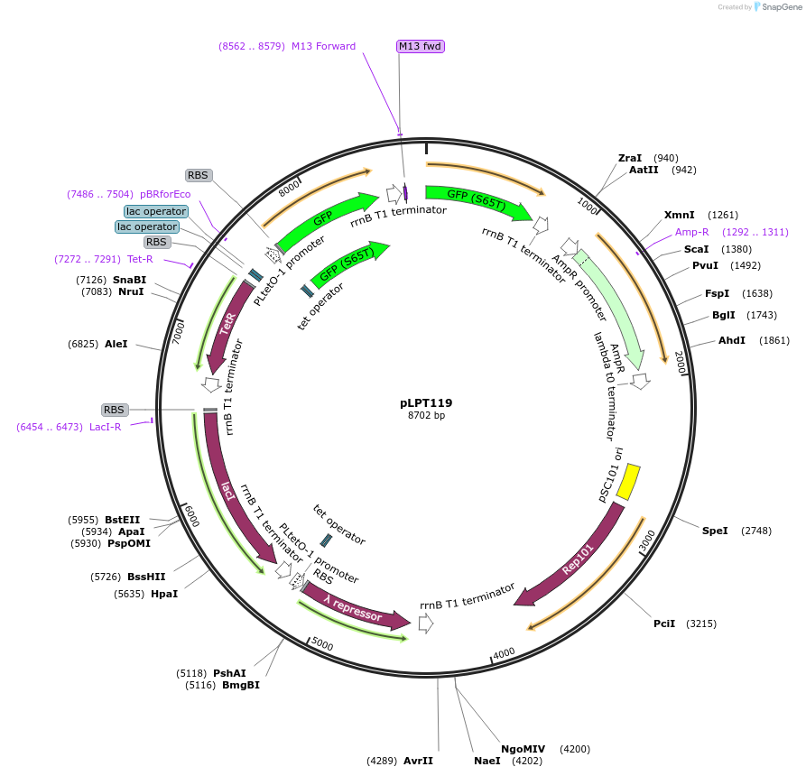 85526-plasmid-map-sequence-id-170991