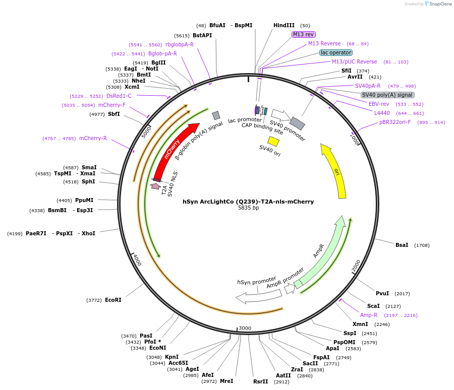 85844-plasmid-map-sequence-id-170992