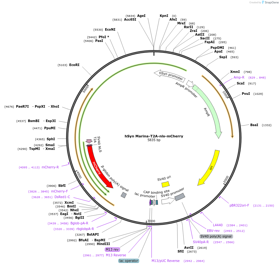 85843-plasmid-map-sequence-id-170997