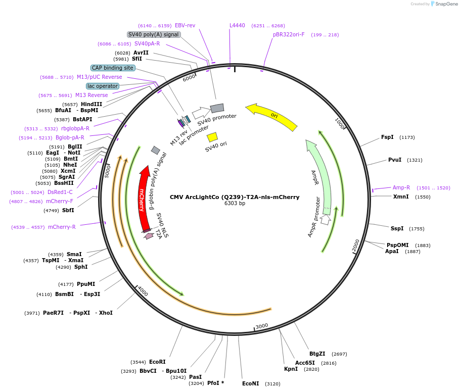 85806-plasmid-map-sequence-id-170999