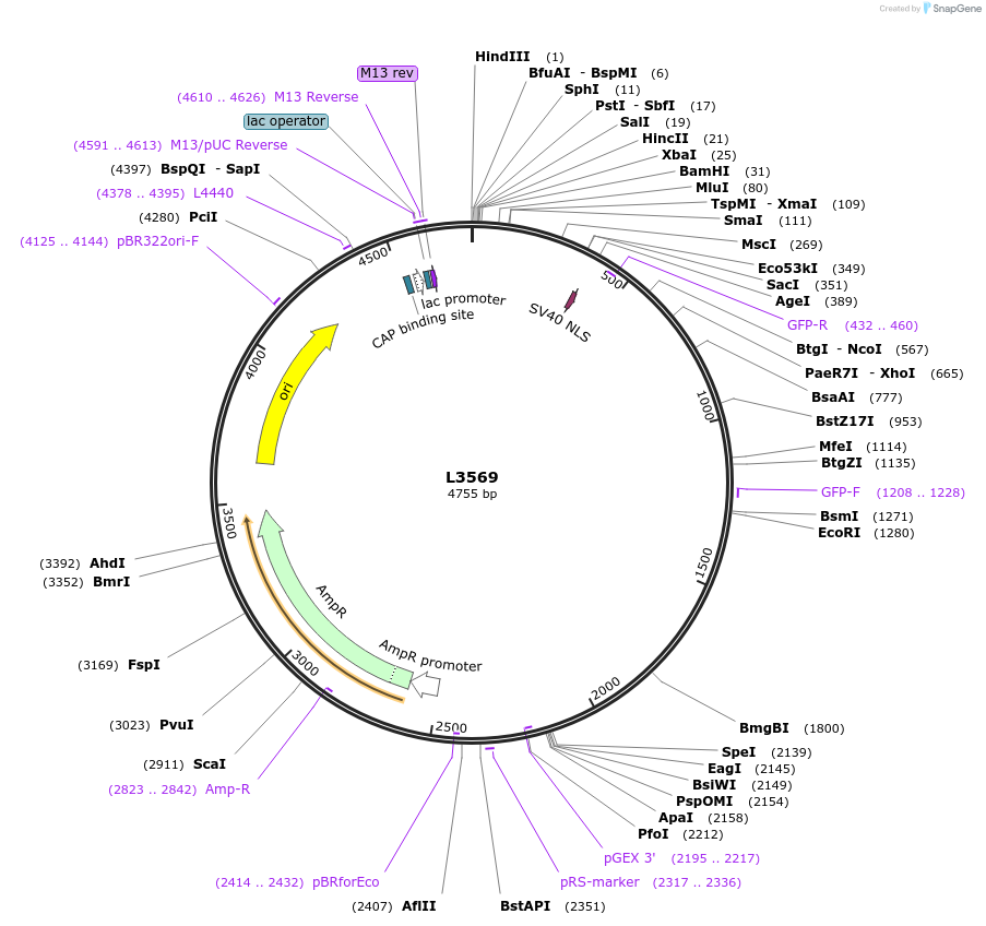 1561-plasmid-map-sequence-id-171