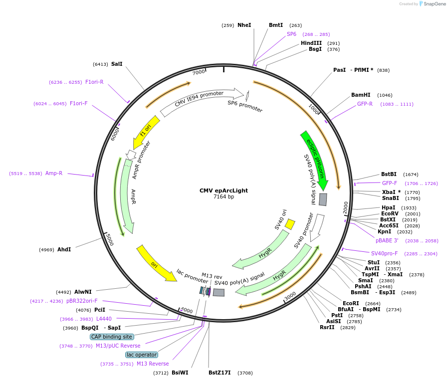 85803-plasmid-map-sequence-id-171002