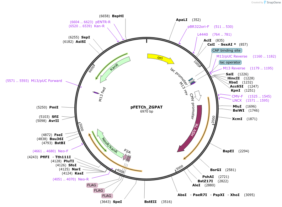 86276-plasmid-map-sequence-id-171020
