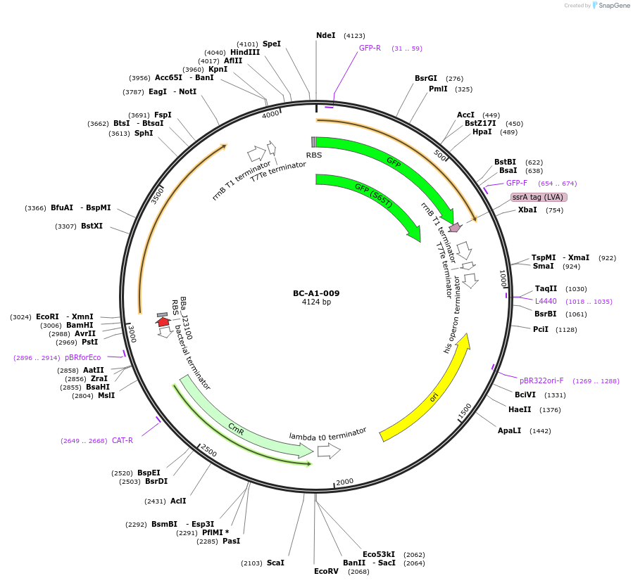 78696-plasmid-map-sequence-id-171054