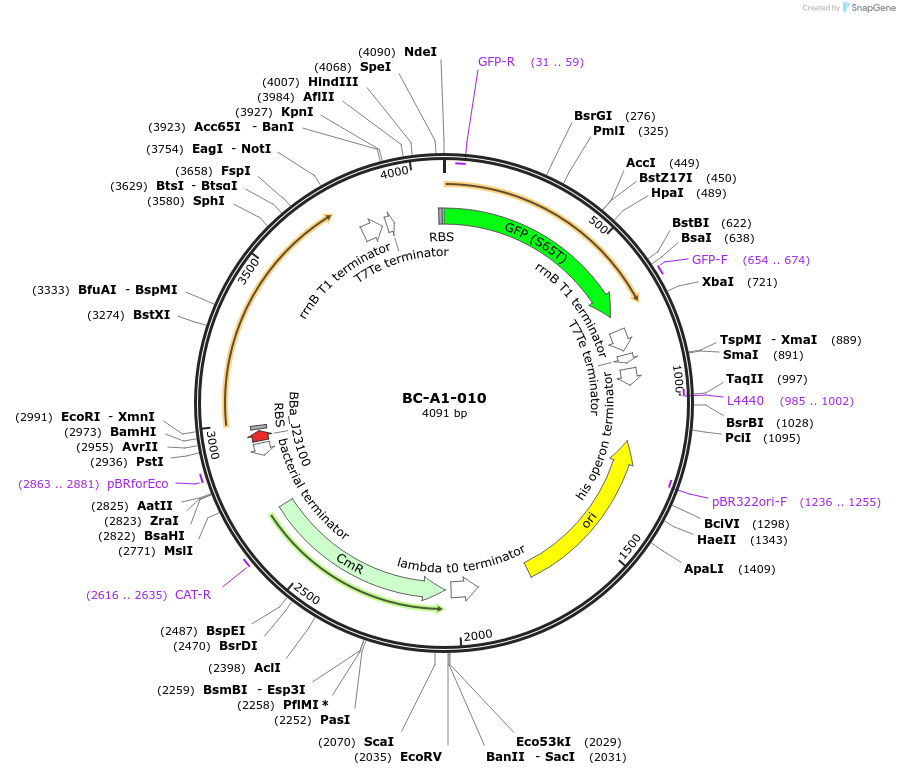 78697-plasmid-map-sequence-id-171055