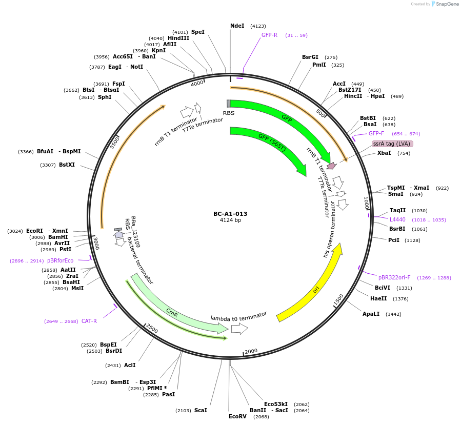 78701-plasmid-map-sequence-id-171058