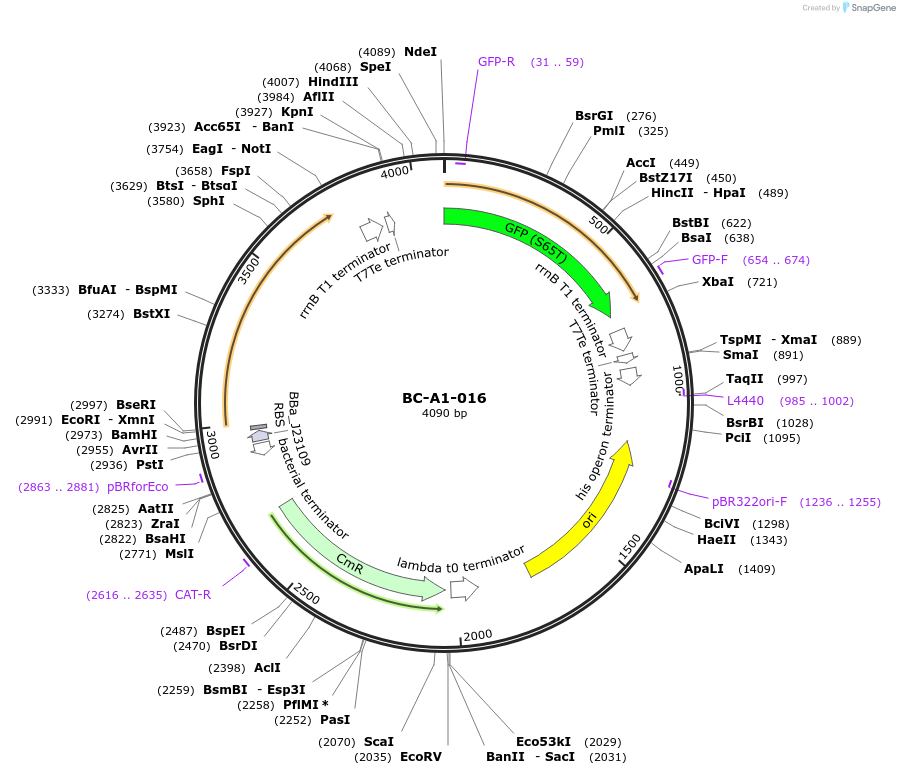 78704-plasmid-map-sequence-id-171061