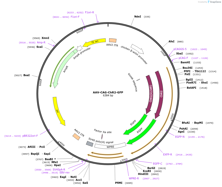 26929-plasmid-map-sequence-id-171064