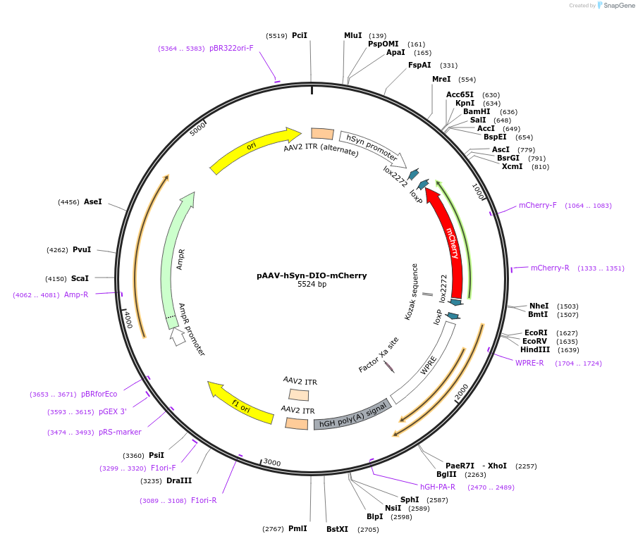 50459-plasmid-map-sequence-id-171068
