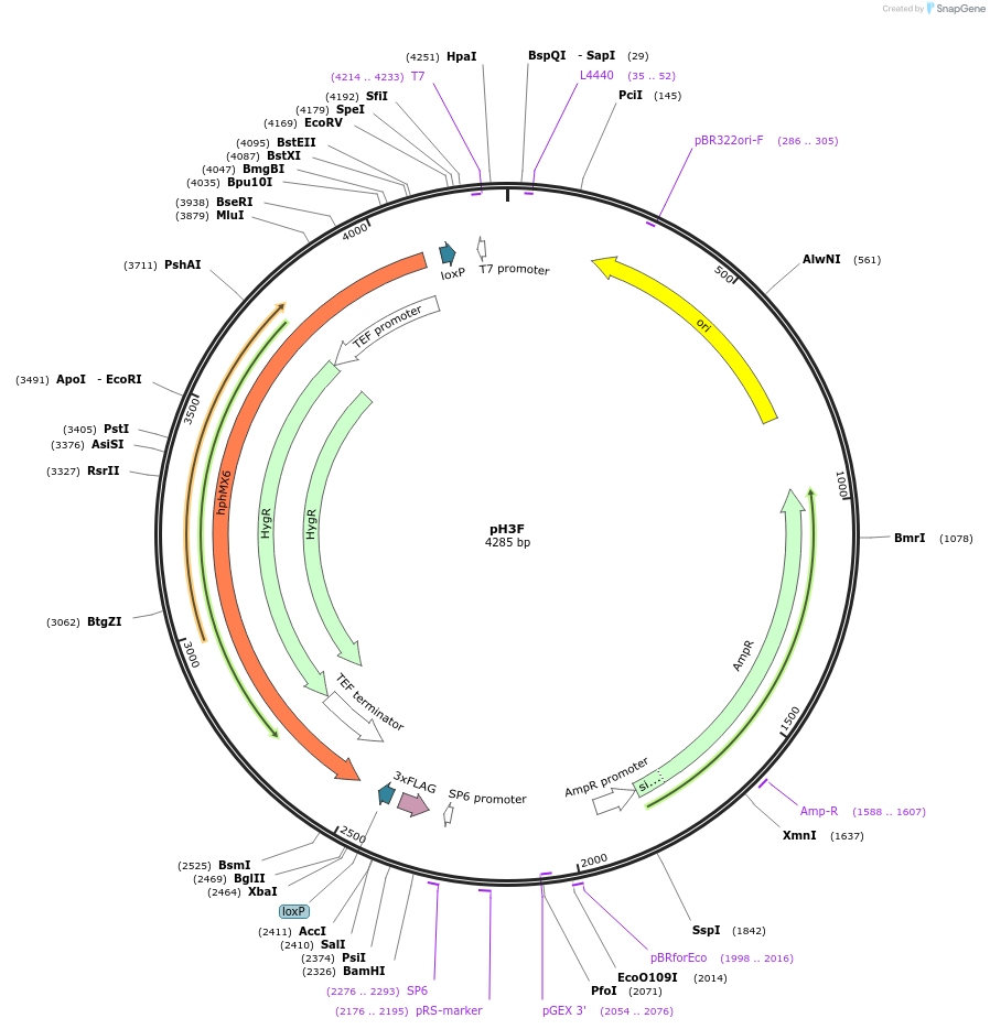 85773-plasmid-map-sequence-id-171078