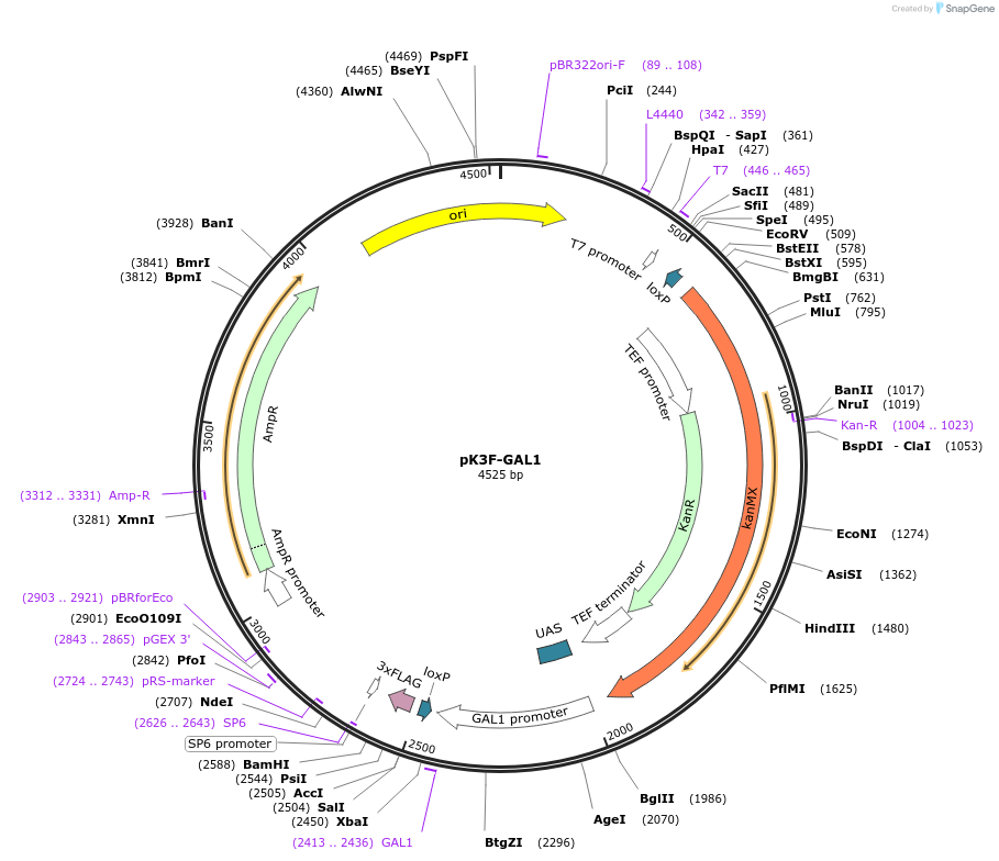 85772-plasmid-map-sequence-id-171079