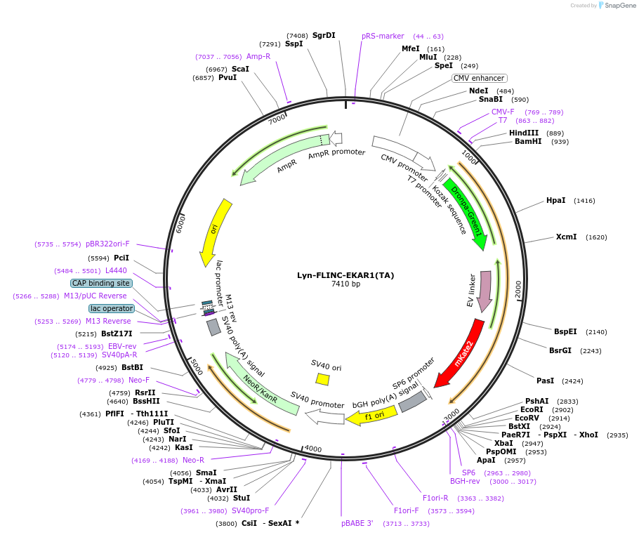 87708-plasmid-map-sequence-id-171092