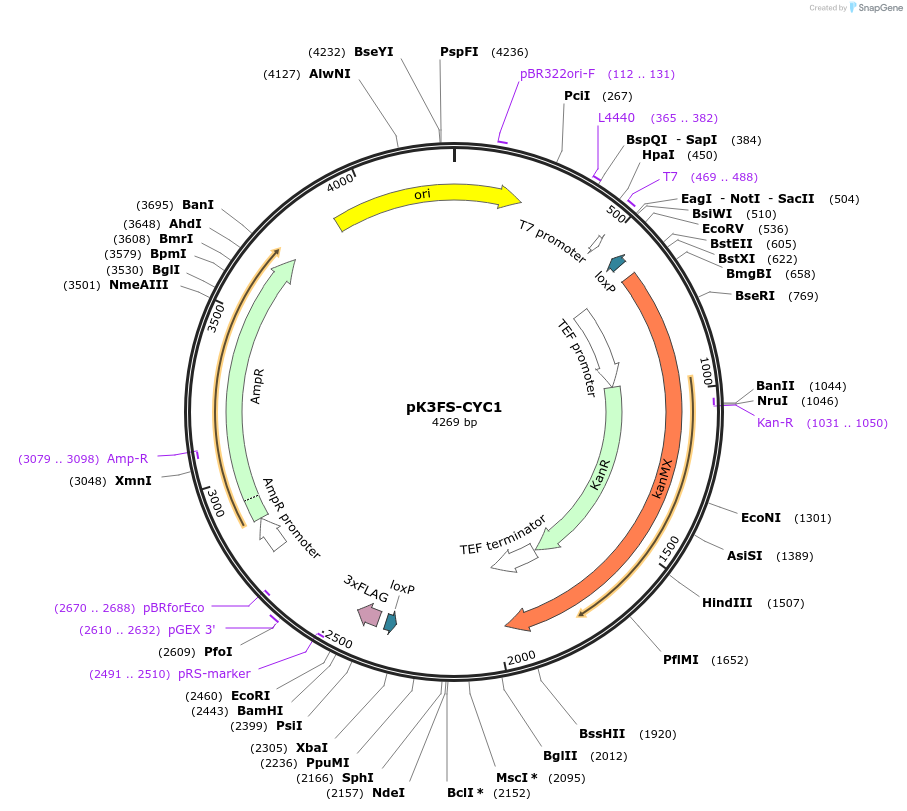85779-plasmid-map-sequence-id-171106