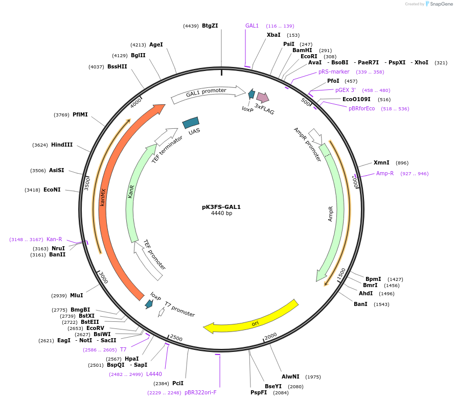 85778-plasmid-map-sequence-id-171109