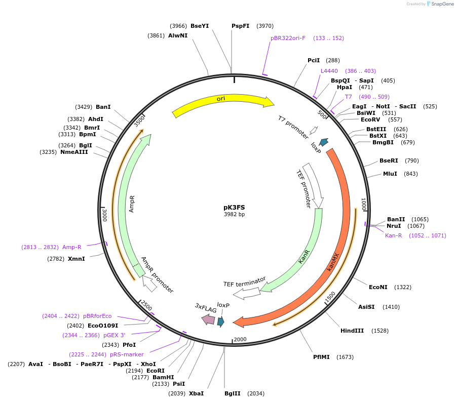 85776-plasmid-map-sequence-id-171112